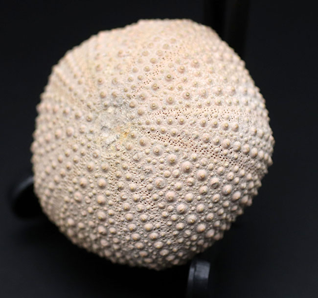 完璧!およそ1万年前のウニ(Psammechinus miliaris)の化石(その2)