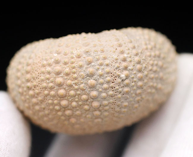 完璧!およそ1万年前のウニ(Psammechinus miliaris)の化石(その3)
