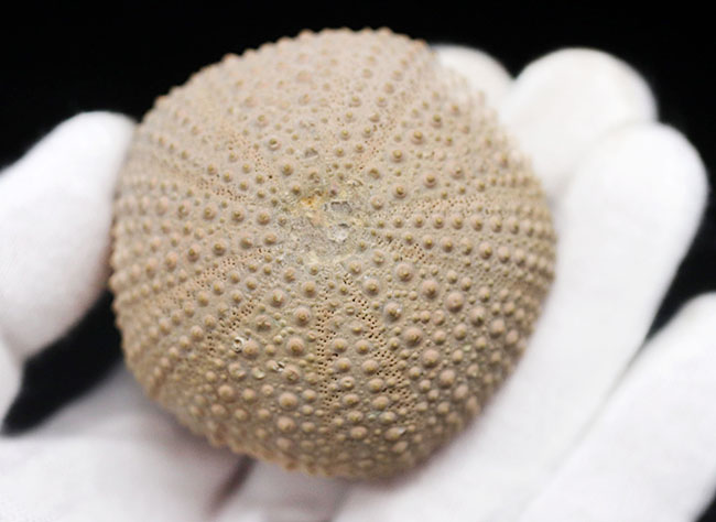 完璧!およそ1万年前のウニ(Psammechinus miliaris)の化石(その4)