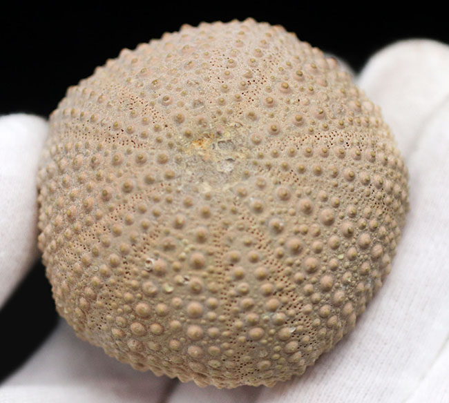 完璧!およそ1万年前のウニ(Psammechinus miliaris)の化石(その5)
