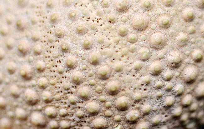 完璧!およそ1万年前のウニ(Psammechinus miliaris)の化石(その7)