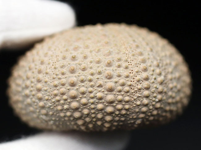 完璧!およそ1万年前のウニ(Psammechinus miliaris)の化石(その8)
