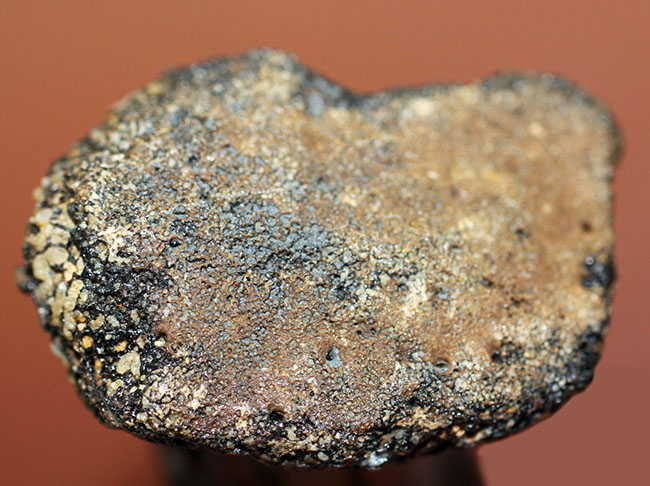 首が短い首長竜 ７センチに詰まったロマンの塊 太古の海に実在した巨大なモンスター プリオサウルス Pliosaurus Sp の指骨の化石 海のモンスター 販売