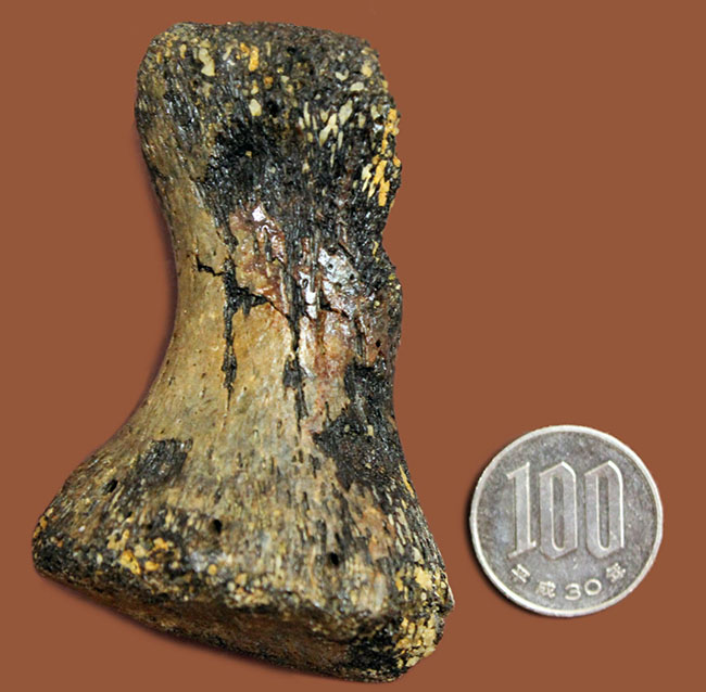 首が短い首長竜。７センチに詰まったロマンの塊。太古の海に実在した巨大なモンスター、プリオサウルス（Pliosaurus sp.）の指骨の化石（その11）