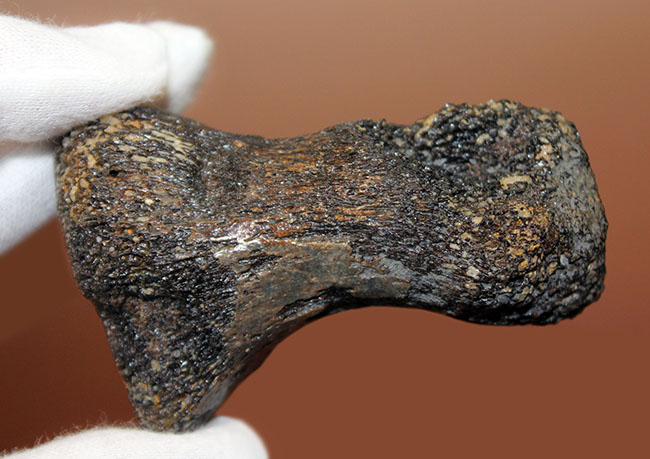 首が短い首長竜。７センチに詰まったロマンの塊。太古の海に実在した巨大なモンスター、プリオサウルス（Pliosaurus sp.）の指骨の化石（その2）