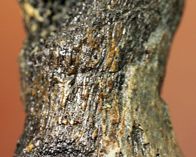 首が短い首長竜 ７センチに詰まったロマンの塊 太古の海に実在した巨大なモンスター プリオサウルス Pliosaurus Sp の指骨の化石 海のモンスター 販売