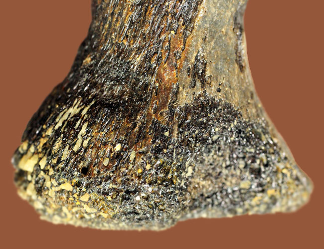 首が短い首長竜。７センチに詰まったロマンの塊。太古の海に実在した巨大なモンスター、プリオサウルス（Pliosaurus sp.）の指骨の化石（その6）