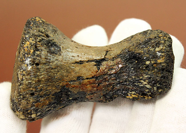 首が短い首長竜 ７センチに詰まったロマンの塊 太古の海に実在した巨大なモンスター プリオサウルス Pliosaurus Sp の指骨の化石 海のモンスター 販売