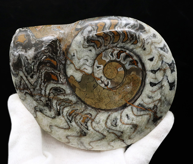 大判＆カラフル！アンモナイトの祖先！古生代デボン紀を代表する頭足類、ゴニアタイト（Goniatite）の美しい化石（その3）
