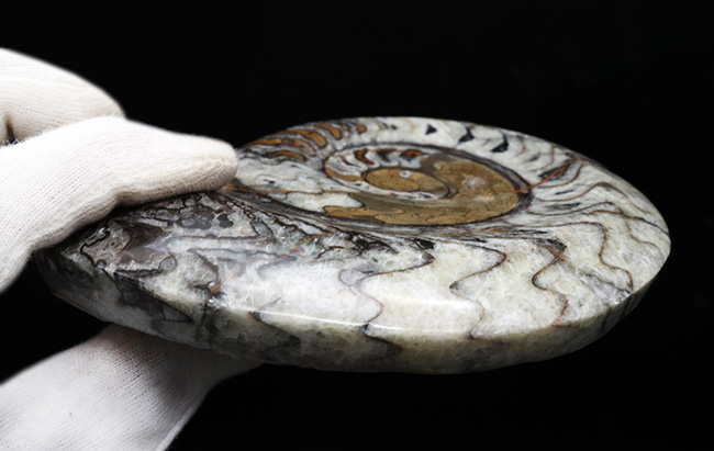 大判＆カラフル！アンモナイトの祖先！古生代デボン紀を代表する頭足類、ゴニアタイト（Goniatite）の美しい化石（その5）