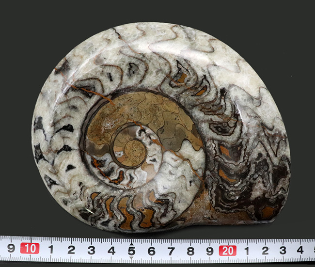 大判＆カラフル！アンモナイトの祖先！古生代デボン紀を代表する頭足類、ゴニアタイト（Goniatite）の美しい化石（その6）