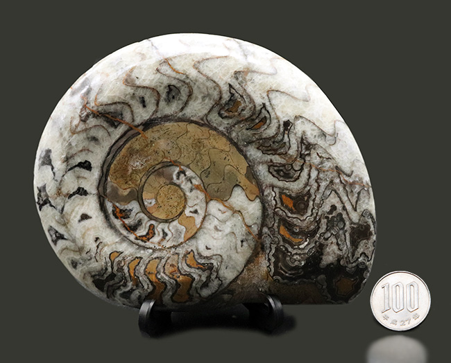 アンモナイト 化石 ゴニアタイト 絶品 約6.7kg 縫合線 WWFT029 楽天