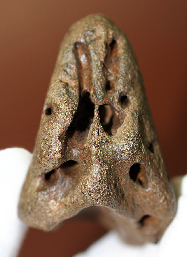 ベリベリーレア！最も希少な部位の一つ！最期の角竜トリケラトプス（Triceratops）の”クチバシ”の化石（その1）