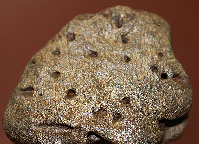 ベリベリーレア!最も希少な部位の一つ!最期の角竜トリケラトプス(Triceratops)の”クチバシ”の化石(その10)