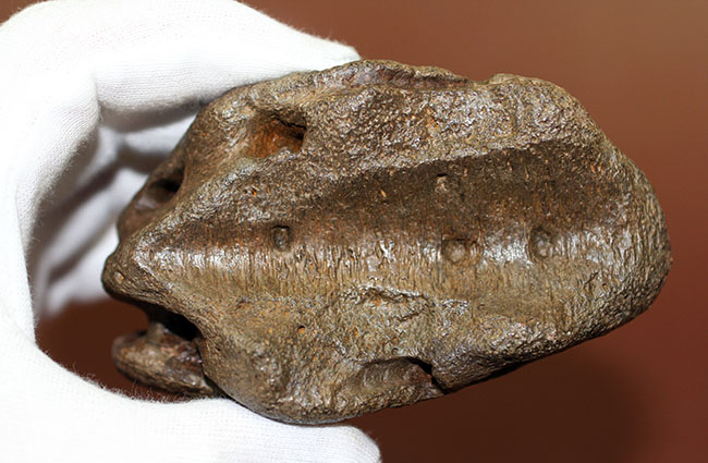 ベリベリーレア!最も希少な部位の一つ!最期の角竜トリケラトプス(Triceratops)の”クチバシ”の化石(その13)