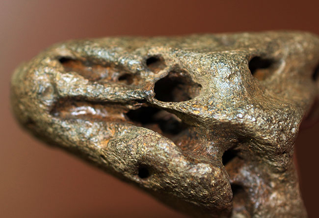 ベリベリーレア!最も希少な部位の一つ!最期の角竜トリケラトプス(Triceratops)の”クチバシ”の化石(その14)
