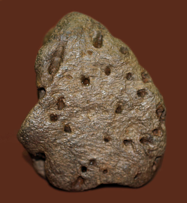 ベリベリーレア!最も希少な部位の一つ!最期の角竜トリケラトプス(Triceratops)の”クチバシ”の化石(その15)