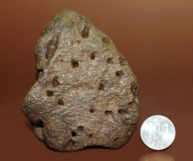 ベリベリーレア!最も希少な部位の一つ!最期の角竜トリケラトプス(Triceratops)の”クチバシ”の化石(その16)