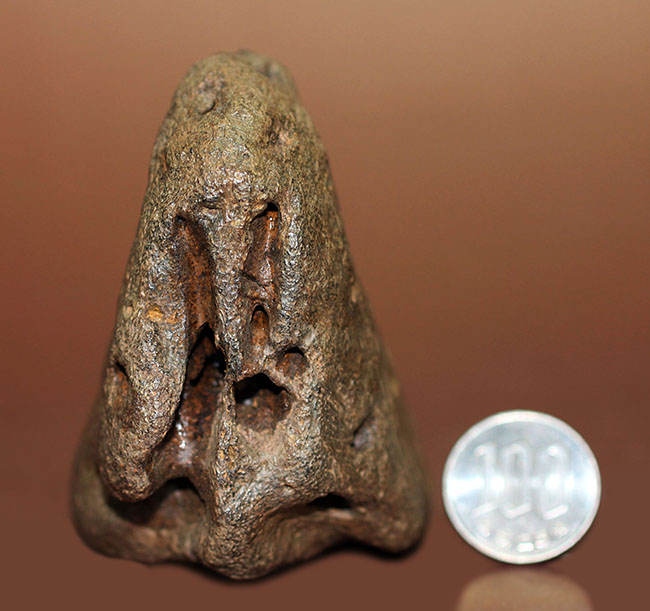 ベリベリーレア!最も希少な部位の一つ!最期の角竜トリケラトプス(Triceratops)の”クチバシ”の化石(その17)