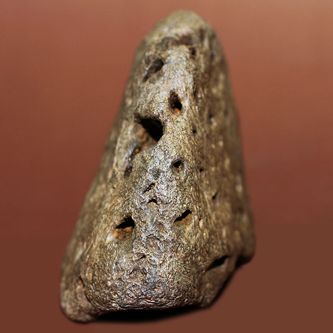 ベリベリーレア!最も希少な部位の一つ!最期の角竜トリケラトプス(Triceratops)の”クチバシ”の化石(その3)