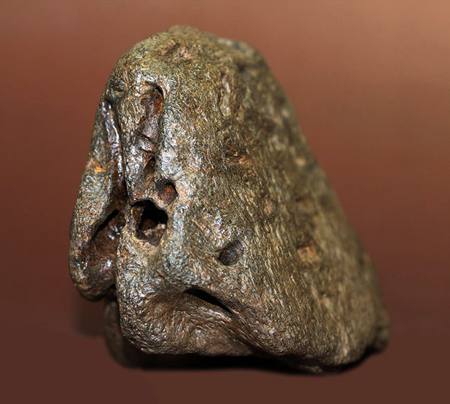 ベリベリーレア!最も希少な部位の一つ!最期の角竜トリケラトプス(Triceratops)の”クチバシ”の化石(その5)