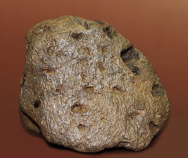 ベリベリーレア!最も希少な部位の一つ!最期の角竜トリケラトプス(Triceratops)の”クチバシ”の化石(その6)