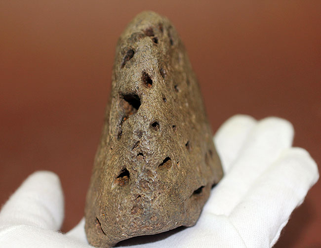 ベリベリーレア!最も希少な部位の一つ!最期の角竜トリケラトプス(Triceratops)の”クチバシ”の化石(その7)