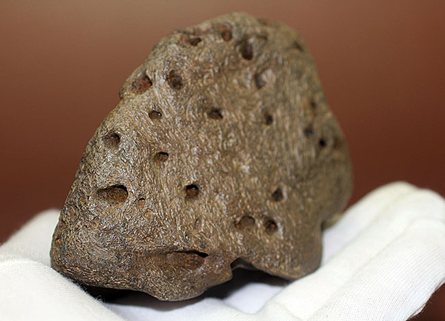 ベリベリーレア!最も希少な部位の一つ!最期の角竜トリケラトプス(Triceratops)の”クチバシ”の化石(その8)