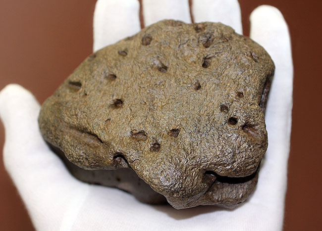 ベリベリーレア!最も希少な部位の一つ!最期の角竜トリケラトプス(Triceratops)の”クチバシ”の化石(その9)