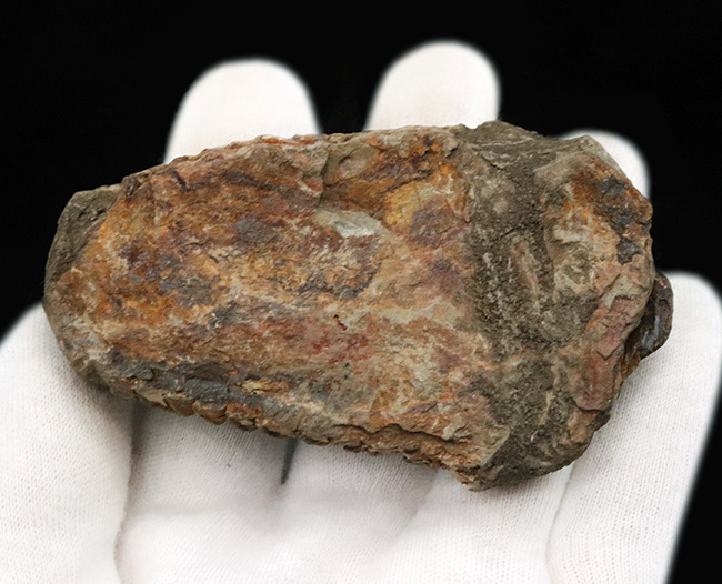 大きい、カーブ計測11センチ級!モロッコのオルドビス紀の地層から採集された芋虫のような形態をした三葉虫、ディアカリメネ・ウーズレグイ(Diacalymene ouzregui)(その5)