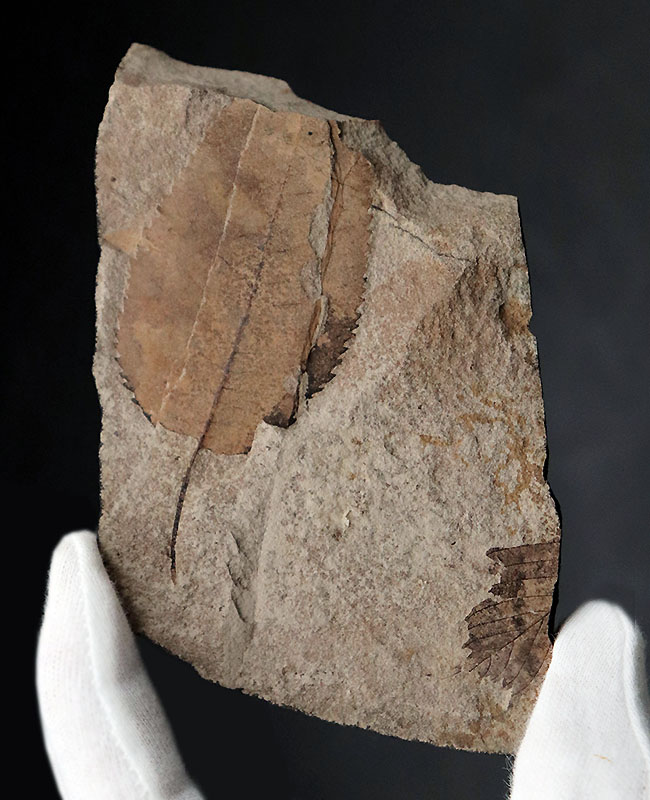マニアック国産植物化石シリーズ｡石川県産のノトミジンコザクラ葉化石（Perrottetia notoensis Ishida）（その1）
