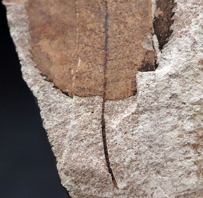 マニアック国産植物化石シリーズ｡石川県産のノトミジンコザクラ葉化石（Perrottetia notoensis Ishida）（その2）