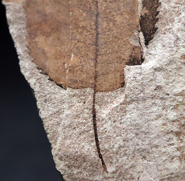 マニアック国産植物化石シリーズ。石川県産のノトミジンコザクラ葉化石(Perrottetia notoensis Ishida)(その2)
