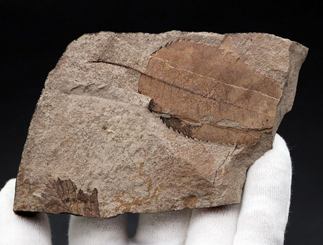 マニアック国産植物化石シリーズ｡石川県産のノトミジンコザクラ葉化石（Perrottetia notoensis Ishida）（その3）
