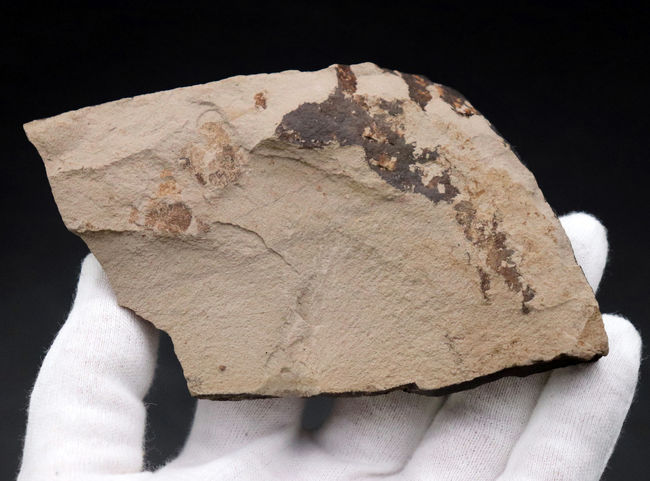 ❑ 夢の産物 ! 旧石器 371 模写 ❒  メノウ モスアゲート 石器 Dig] Aim for Rare Calcite Ammonites! Excavation! Fossil