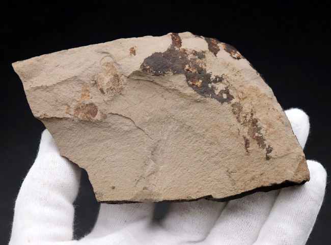 マニアック国産植物化石シリーズ｡石川県産のノトミジンコザクラ葉化石（Perrottetia notoensis Ishida）（その4）