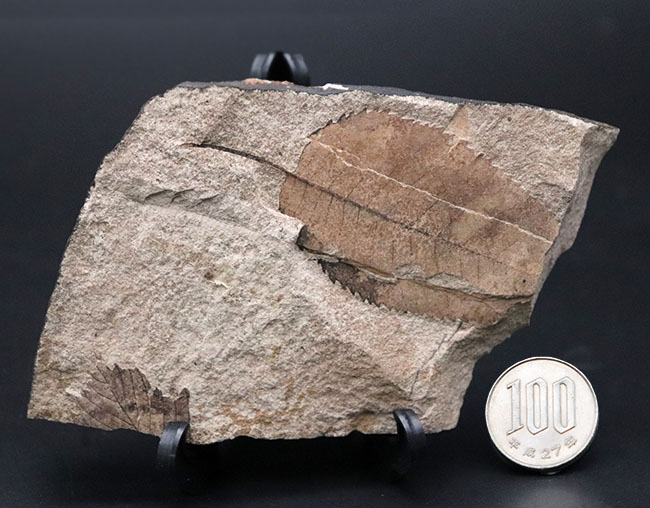 マニアック国産植物化石シリーズ｡石川県産のノトミジンコザクラ葉化石（Perrottetia notoensis Ishida）（その6）