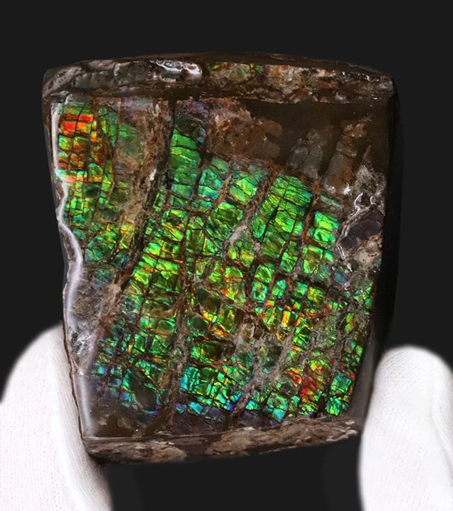 光線のごとき素晴らしいグリーンを呈する、宝石アンモライト（Ammolite）のピース（その1）