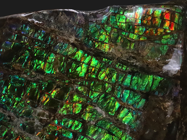 光線のごとき素晴らしいグリーンを呈する、宝石アンモライト（Ammolite）のピース（その3）