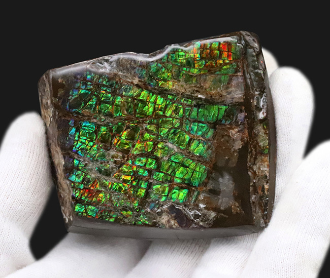 光線のごとき素晴らしいグリーンを呈する、宝石アンモライト(Ammolite)のピース(その4)