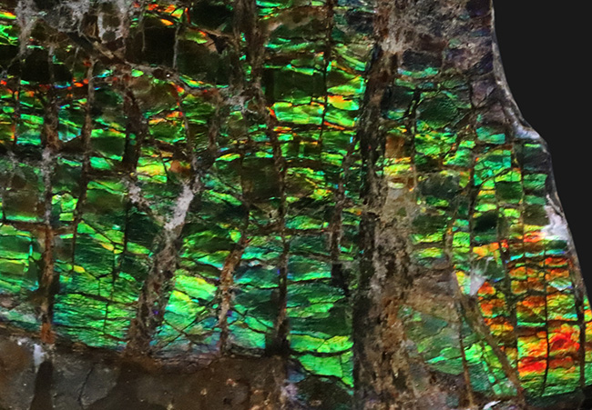 光線のごとき素晴らしいグリーンを呈する、宝石アンモライト(Ammolite)のピース(その5)