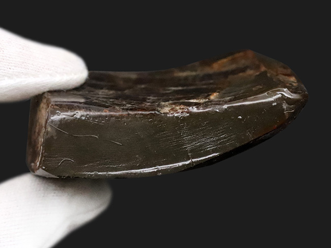 光線のごとき素晴らしいグリーンを呈する、宝石アンモライト(Ammolite)のピース(その7)