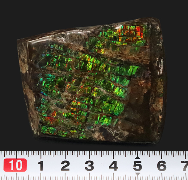 光線のごとき素晴らしいグリーンを呈する、宝石アンモライト(Ammolite)のピース(その8)