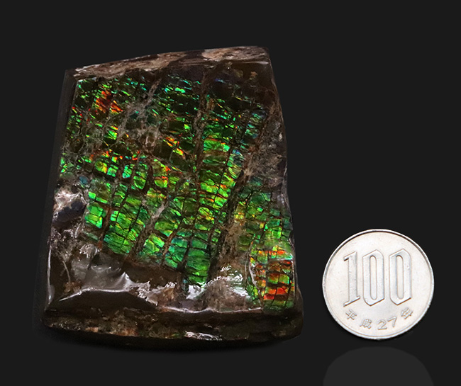 光線のごとき素晴らしいグリーンを呈する、宝石アンモライト(Ammolite)のピース(その9)