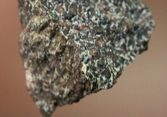 ジュラ紀、アメリカユタ州産の恐竜骨化石（展示ケース付き