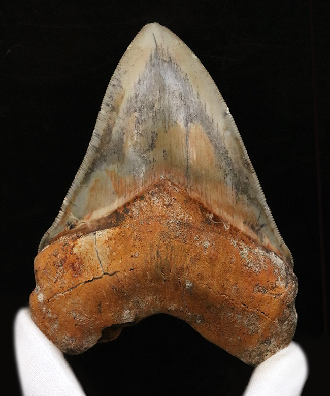 これは入手困難！メガロドンファン必見！赤褐色の特別な色合い！極めて