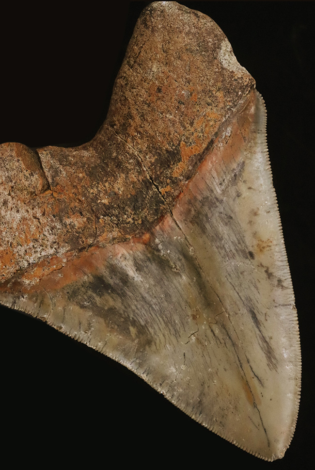 これは入手困難！メガロドンファン必見！赤褐色の特別な色合い！極めて