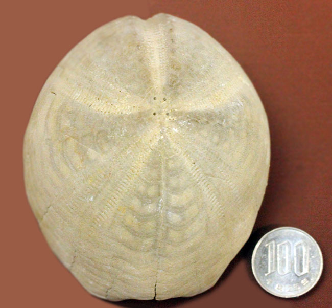 白亜紀の大型のウニ、エキノコリス・スクタータ（Echinocorys scutata）。イギリス産。（その11）