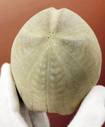 白亜紀の大型のウニ、エキノコリス・スクタータ（Echinocorys scutata）。イギリス産。