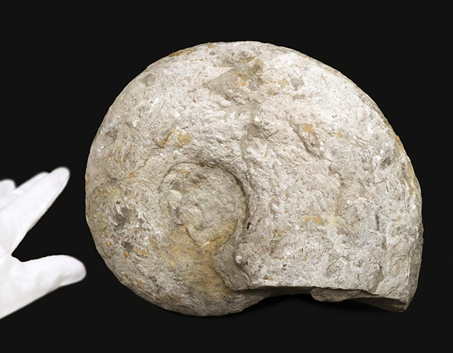 3610グラム、23センチ超え！ナチュラルで縫合線が浮き立った